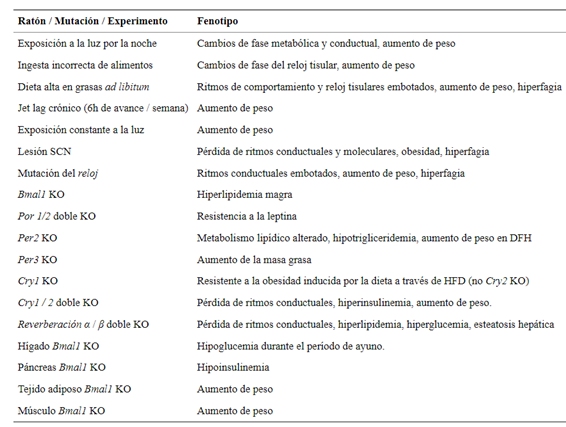Alteraciones en el ritmo circadiano provocan modificaciones fenotípicas en ratones.
