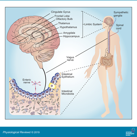 Existen diversas vias de comunicacion entre microbiota intestinal y cerebro