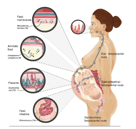 El microbioma de la madre impacta en el feto
