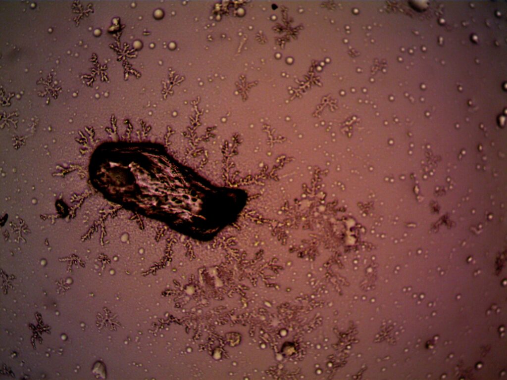 La metagenómica es una de las ciencias ómicas con más potencial