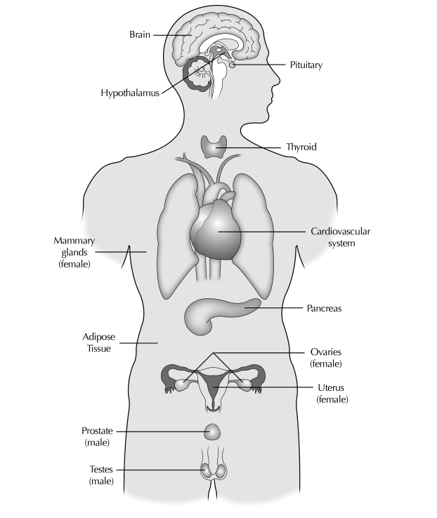 Sistema hormonal y endocrino