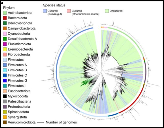 Taxonomia bacteriana en el intestino delgado