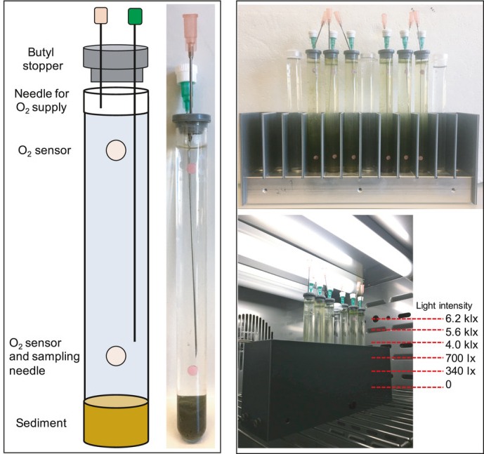 Ejemplo de columna de Winogradsky en estudio de microbiología