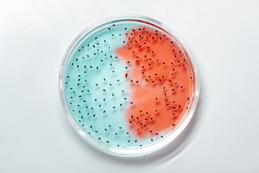 Bacterias resistentes a los antibioticos
