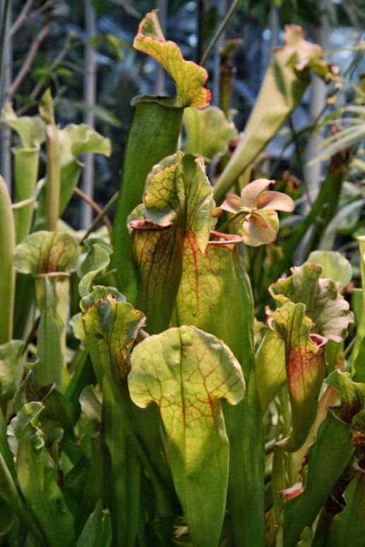 Planta Sarracenia