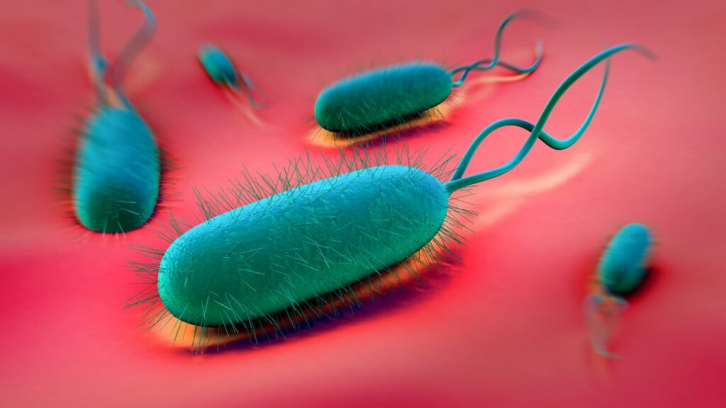 Bacterias Helicobacter pylori