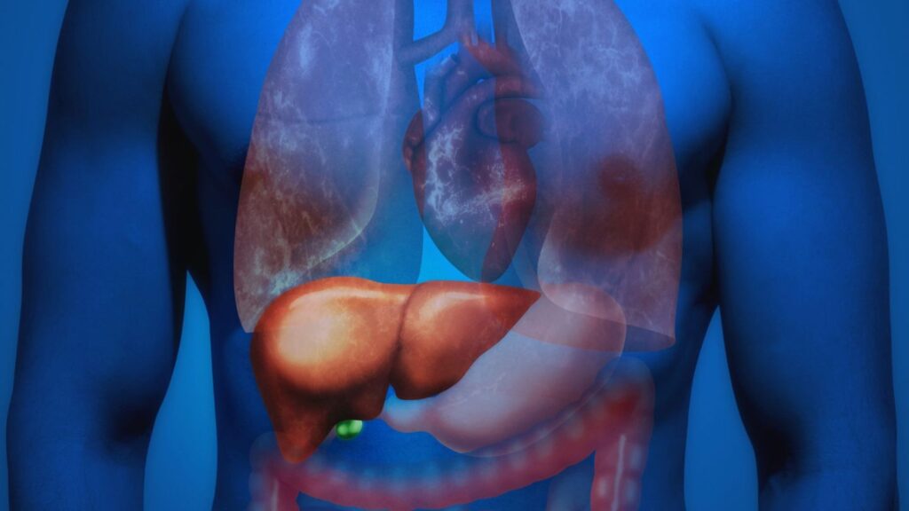 Higado-organo-esencial-en-el-colesterol