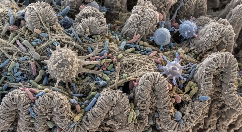 ¿Hay un modelo óptimo de microbiota?